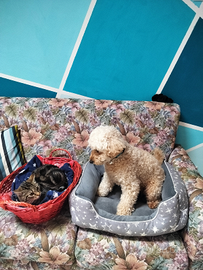 Barboncino Maschio da Monta Disponibile - Color Ch