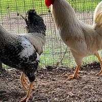 Gallo