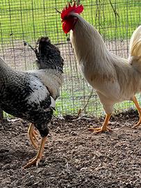 Gallo