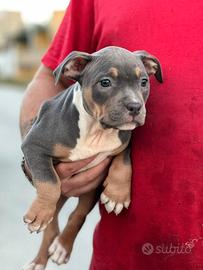 American pitbull terrier