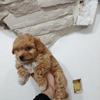 Maltipoo maschio