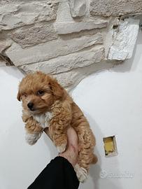 Maltipoo maschio