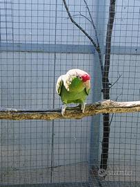 Coppia Amazzone Viridigenalis