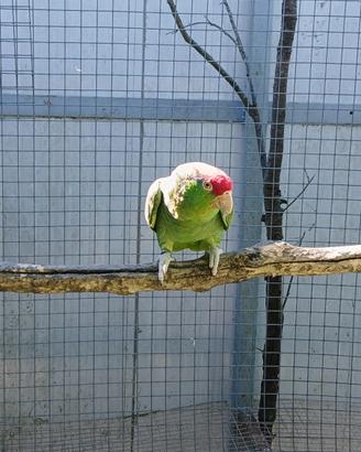 Coppia Amazzone Viridigenalis (Allegato A)