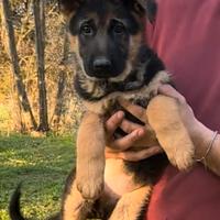 Cucciola pastore tedesco