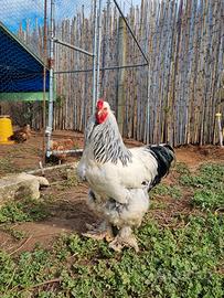 trio brahma bianco columbia