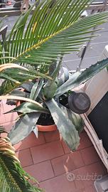piante varie 