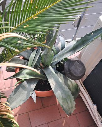 piante varie 