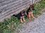 Immagine 2