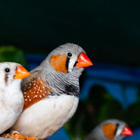 Diamantini mandarino