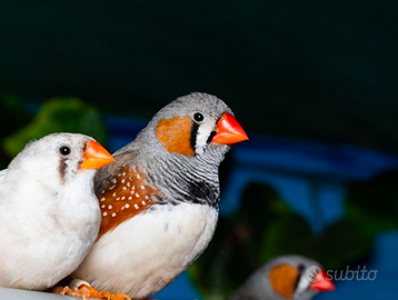 Diamantini mandarino