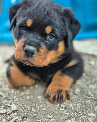 Rottweiler cuccioli
