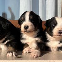 Cuccioli di pastore australiano black tricolor