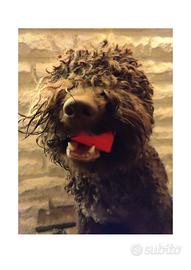 Tartufo N A S U S bussolotto x addestramento cani