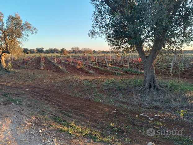 Terreno uliveto e vigneto con alberi da frut