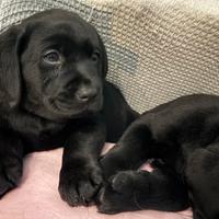 Labrador Retriever