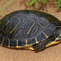 Tartaruga d'acqua Pseudemys concinna