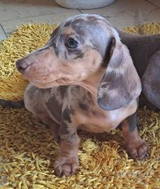 Cucciolo bassotto