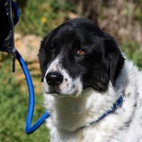 L'amore non ha età, adotta un cane dal canile