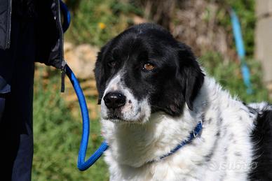 L'amore non ha età, adotta un cane dal canile