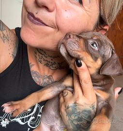 Cuccioli Pit Bull Chocolate Tricolor anche a rate