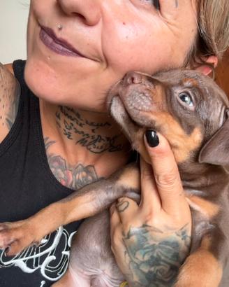 Cuccioli Pit Bull Chocolate Tricolor anche a rate