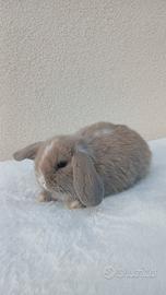 cuccioli minilop 