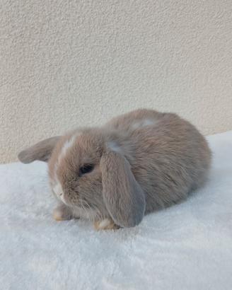 cuccioli minilop 