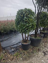 Lauro Etna fungo