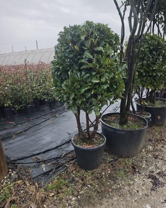 Lauro Etna fungo