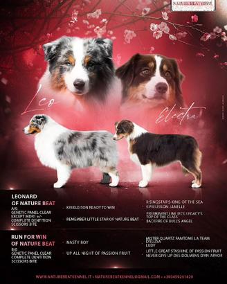 Cuccioli pastore australiano