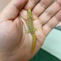 Lepidodactylus lugubris