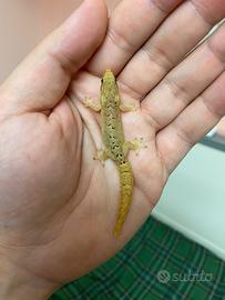 Lepidodactylus lugubris