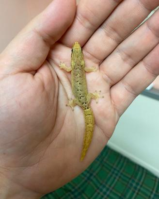 Lepidodactylus lugubris