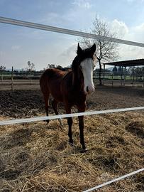 Puledro 2025 Paint IRHBA