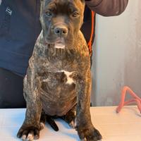Regalo Cucciola cane corso