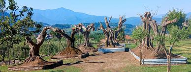 Piante di Ulivo