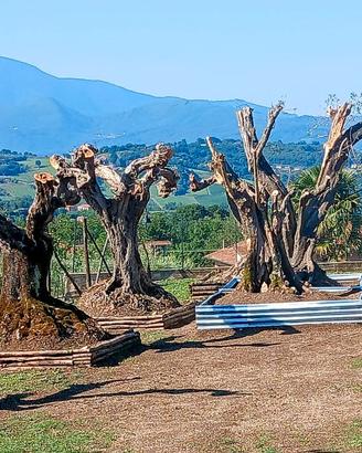 Piante di Ulivo