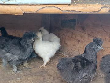 Galline moroseta