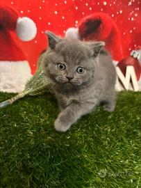 Gattini British shorthair