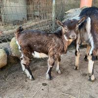 Capretto tibetano puro maschio