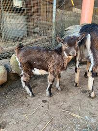 Capretto tibetano puro maschio