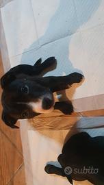 Staffordshire bull terrier