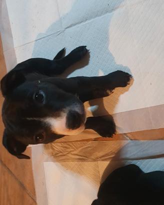 Staffordshire bull terrier