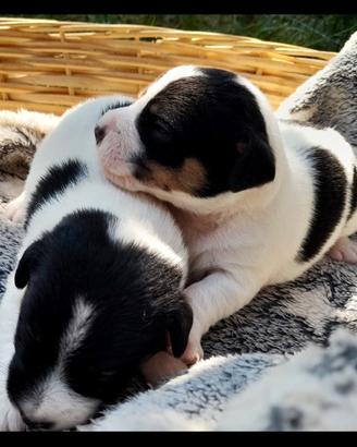 Cuccioli Jack Russell disponibili da fine Agosto
