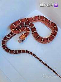 Baby guttate serpenti del grano x Verona Reptiles