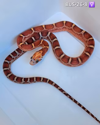 Baby guttate serpenti del grano x Verona Reptiles