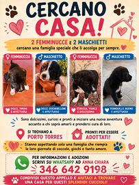 Cuccioli metticci