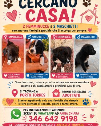 Cuccioli metticci