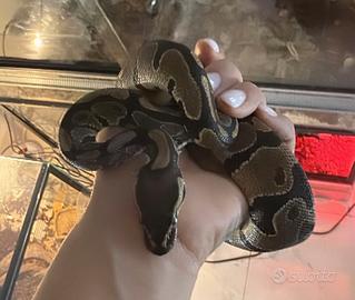 Coppia di Serpenti più teca da 2,5